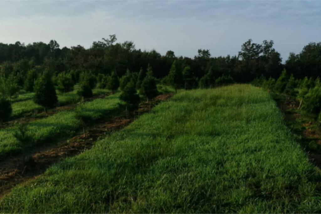 Rural Life On A Real Christmas Tree Farm! Hallmark Experience! Ozark Εξωτερικό φωτογραφία