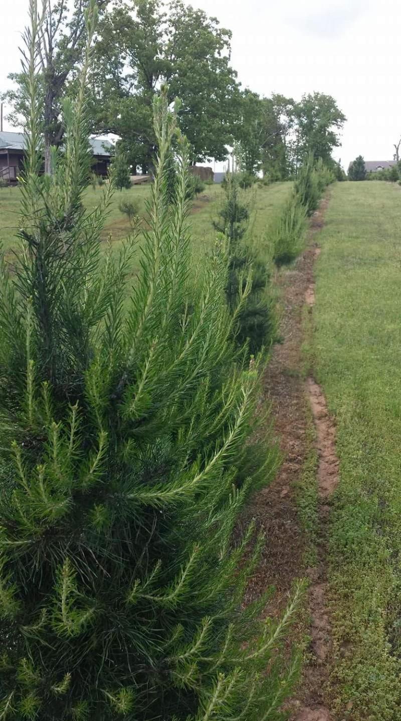 Rural Life On A Real Christmas Tree Farm! Hallmark Experience! Ozark Εξωτερικό φωτογραφία