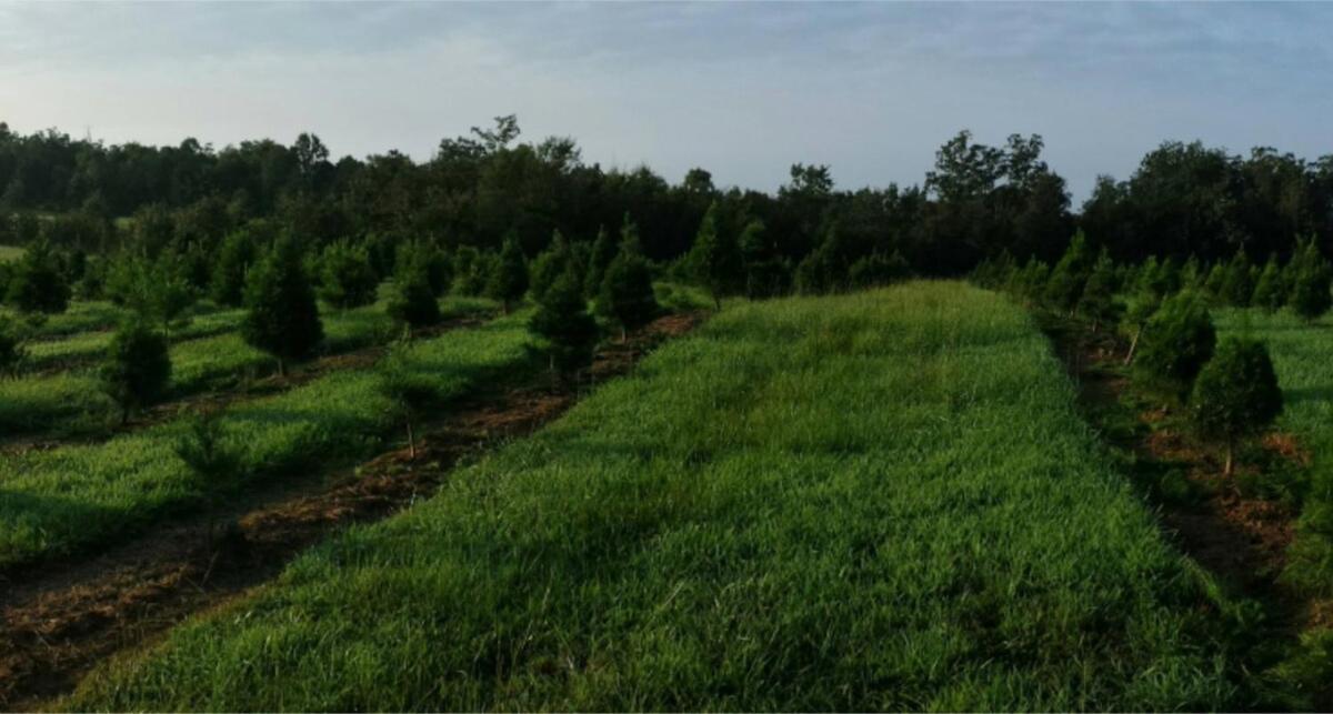 Rural Life On A Real Christmas Tree Farm! Hallmark Experience! Ozark Εξωτερικό φωτογραφία